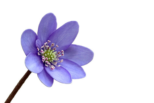 Leberbl&uuml;mchen (Hepatica nobilis) freigestellt
