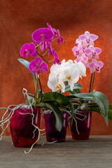 Phalaenopsis orchid bushes in pots on a brown background