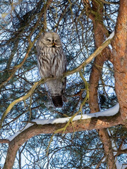 Great Grey Owl