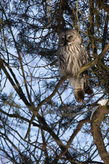 Great Grey Owl