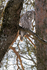 Great Grey Owl