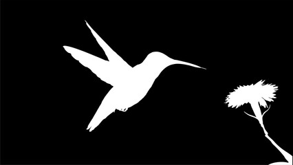 Black and white illustration, a hummingbird with a highlighted flower