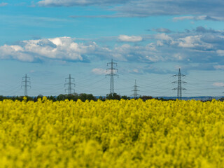 Rapsfeld vor emporragender Hochspannungsleitung im Frühjahr