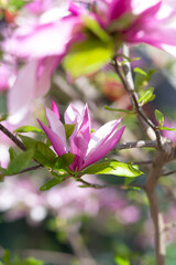 bush bright blooming branch magnolia liliiflora in the sun. girl smelling pleasant aroma of spring flowers in garden, vertical