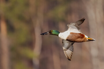Northern Shoveler