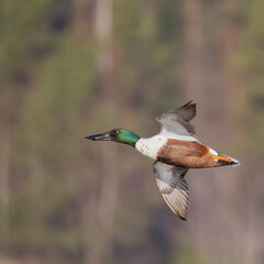 Northern Shoveler