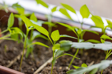 Organic tomato seedlings growing indoors by the window
