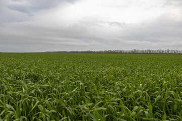 A green field with young wheat seedlings and a cloudy sky on the horizon