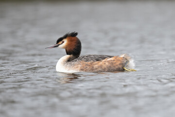 Great crested grebe swimming in the Long Water of Home Park