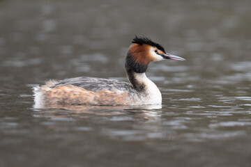 Great crested grebe swimming in the Long Water of Home Park
