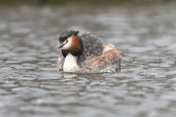 Great crested grebe swimming in the Long Water of Home Park