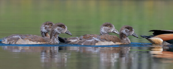 Four egyptian goose goslings out for a swim in Home Park, London