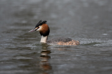 Great crested grebe swimming in the Long Water of Home Park