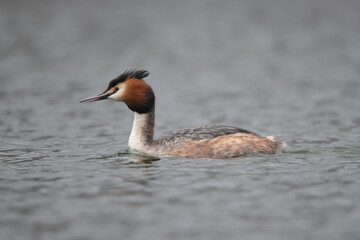 Great crested grebe swimming in the Long Water of Home Park