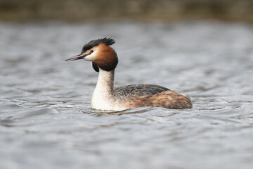 Great crested grebe swimming in the Long Water of Home Park