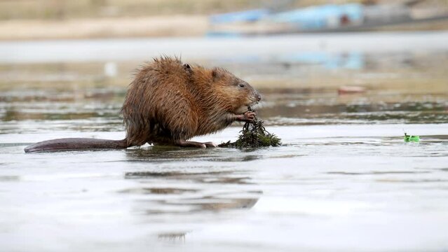 A muskrat (ondatra zibethicus) sitting on an ice floe eats algae.