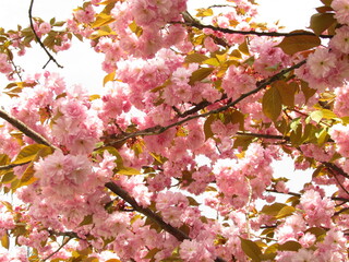 pink cherry blossom