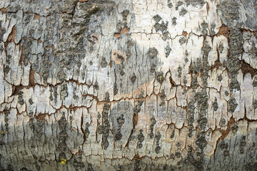 close up on the poplar bark - 598693641