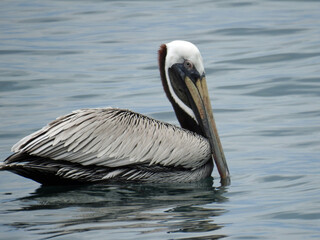 pelican on the water