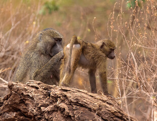 olive Baboon with baby  