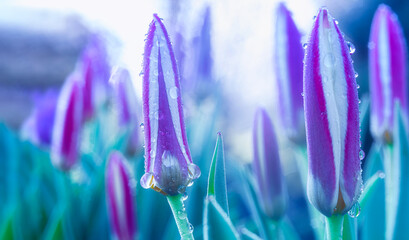 Defocused, spring background of purple crocuses in dew drops and blue haze. selective focus