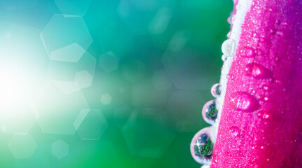 Defocused, spring background. Parts of a pink crocus in dew drops. Flash and diamond bokeh,...