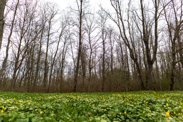 This photo shows lots of small yellow flowers against a background of green leaves and trees