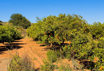 Fototapeta na wymiar Orange tree in farm field. Orange mandarin on tree. Vibrant orange citrus fruits in garden. Mandarin trees at farm plantation cultivated in Mediterranean. Harvest season in Spain. Tangerine plantation