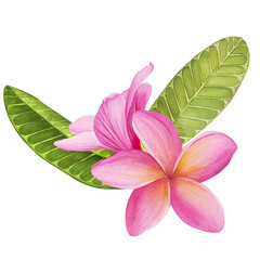 Watercolor tropical Plumeria cliparts isolated on a white background. Botanical illustration. Perfect for cards, invitations, wedding and summer designs.