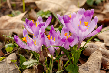 Purple beautiful blooming crocuses in spring against the background of grass