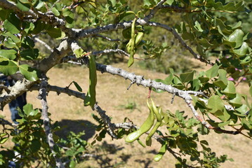 Fruits du Ceratonia siliqua (caroubier) au printemps