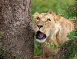 lion cub in the grass