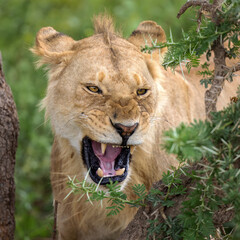 African Lion, Serengeti, Tanzania  