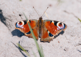 Aglais io sets on the dry land on sunny day. Close-up peacock butterfly portrait with details. A colorful butterfly close-up portrait.	
