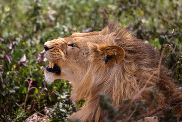 Naklejka premium African Lion, Serengeti, Tanzania