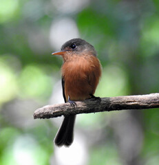 Antillean Peewee