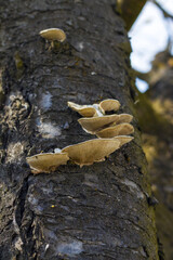 Sick tree with mushrooms on the trunk