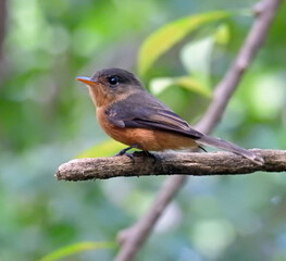 Lesser Antillean Peewee