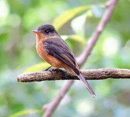 Lesser Antillean Peewee
