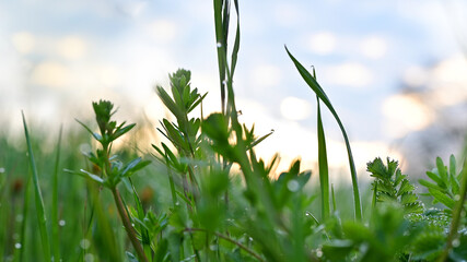 Green grass herbs in the spring morning sun with dew drops. Landscape environment.