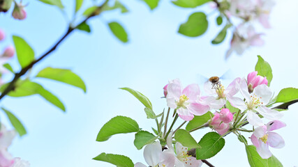 Pink apple tree flowers in spring with flying insect