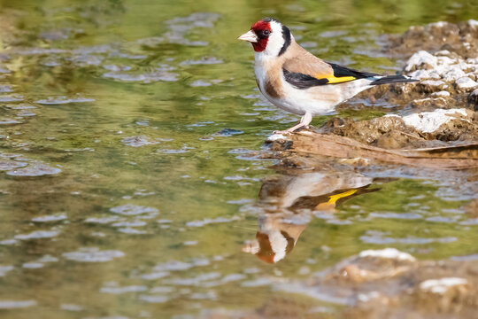 European goldfinch or Carduelis carduelis swimming on the lake, taking a bath on the river