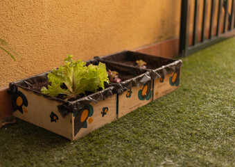 Huerta de lechugas casera hecha con cajones reciclados de madera.