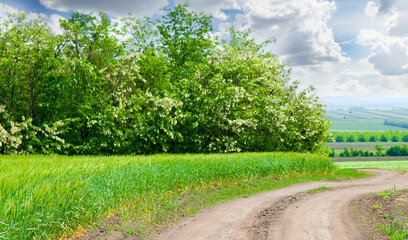 Wheat field and country road. Wide photo.