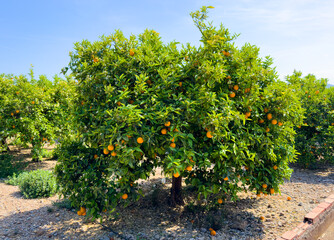 Orange Groves and mandarin tree. Orange fruit farm field. Sweet Orange citrus fruits in garden. Mandarin trees at plantation cultivated. Harvest season in Spain Grove. Citrus Tangerine plant.
