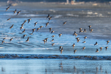 Shorebirds flying in flight - obrazy, fototapety, plakaty