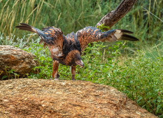 Black-breasted buzzard (Hamirostra melanosternon), a large raptor endemic to mainland Australia. Alice Springs Desert Park, Northern Territory, Australia