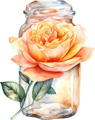 peach rose and glass jar watercolor