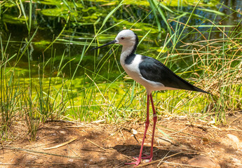 Pied stilt (Himantopus leucocephalus). Alice Springs Desert Park, Northern Territory, Australia