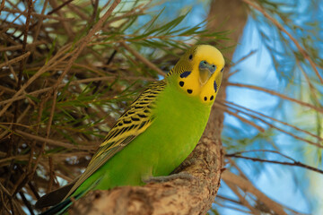 Budgerigar,or common parakeet, a small seed-eating parrot found wild throughout the drier parts of Australia.  Alice Springs Desert Park, Northern Territory, Australia